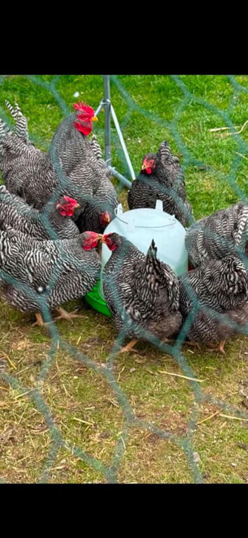 Barred Plymouth rocks hatching eggs