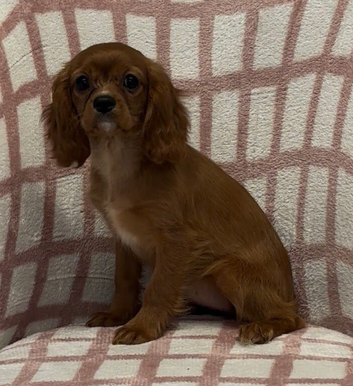 Cavalier King Charles spaniel