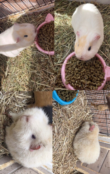 guinea pigs