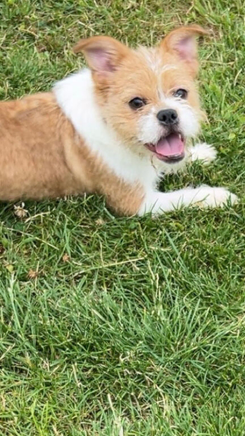 French bulldog cross Shih Tzu female