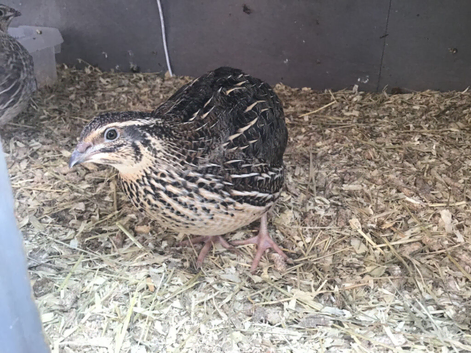 3 10 WEEK OLD FEMALE COTURNIX QUAILS