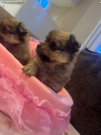 Pomchi puppies for sale