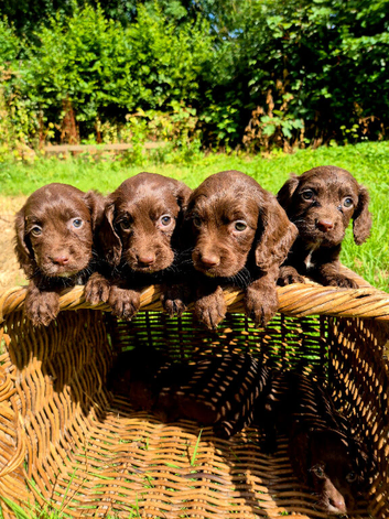 Cocker spaniel puppies