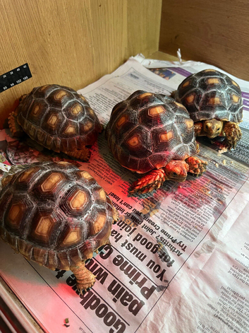 Baby sulcata tortoises