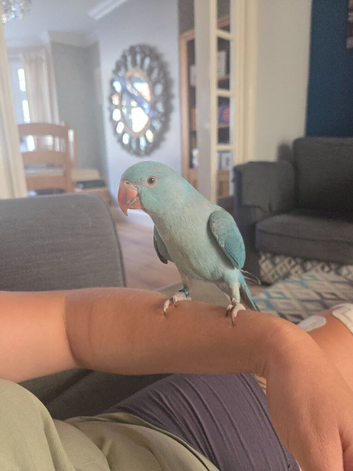 Tame baby indian ring neck parrot hand reared