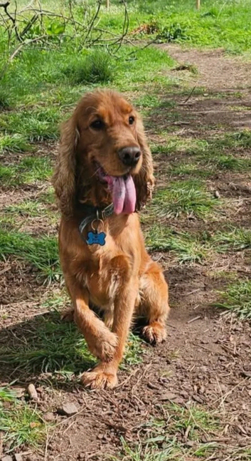 Show cocker spaniel stud