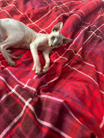 Sphnx kitten For sale