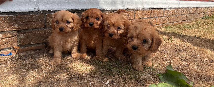 Stunning Cavapoo puppies