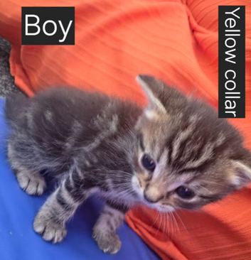 4 Week Old Kittens will be ready on 11th sept