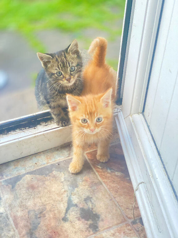 4 Kittens Ready for a Home now!!