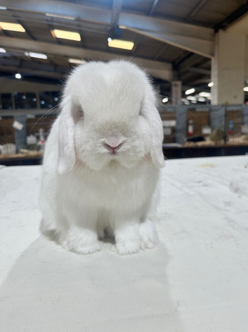 Beautiful Red Eyed White Mini Lop male