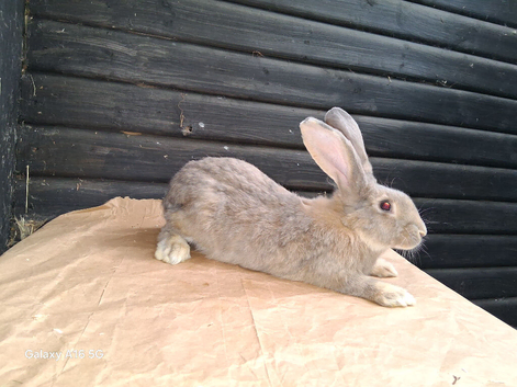 Flemish buck