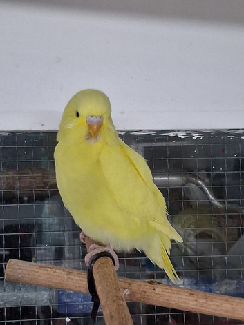 Budgie
