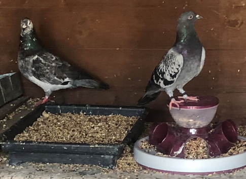 PIGEONS FOR SALE