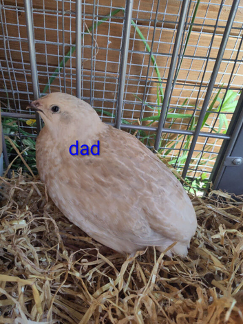 12 jumbo coturnix quail hatching eggs available