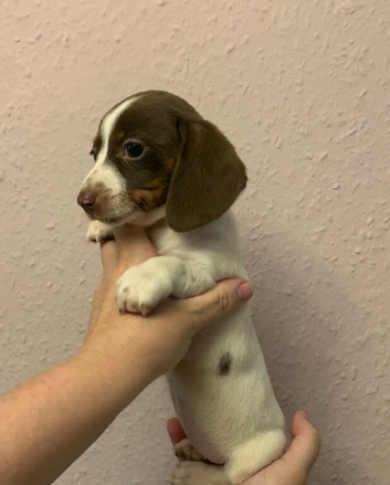 Just one piebald miniature dachshund girl left