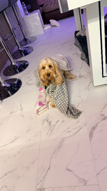 Cockapoo