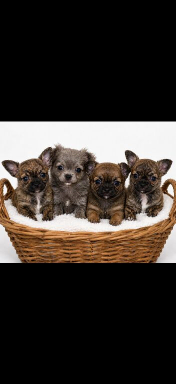 Brindle tiny chihuahua babies ready now