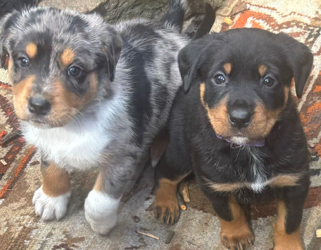 Border Rotties