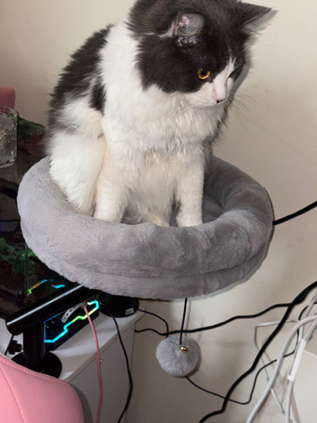 Persian Rgadoll Cat 1yr old