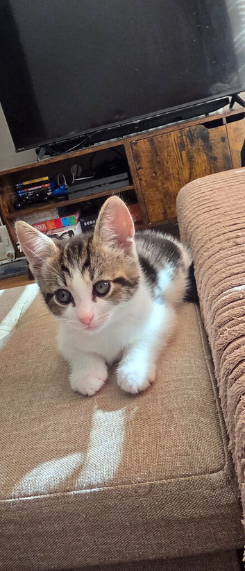 Adorable Kittens looking for a new home