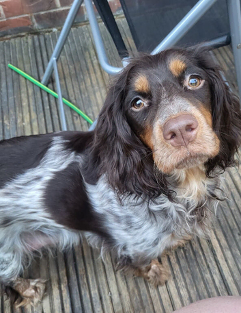 Cocker spaniel puppy's due 1 week