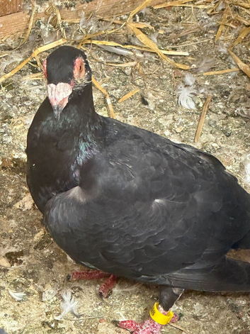 Carrier hen