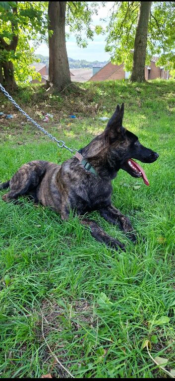 Dutch Shepherd dog for rehoming