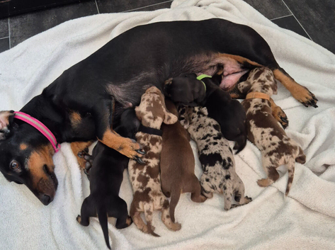Stunning Miniature Dachshunds
