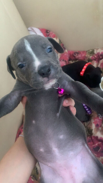 Amstaff puppies