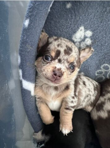 Beautiful Chihuahua Puppies
