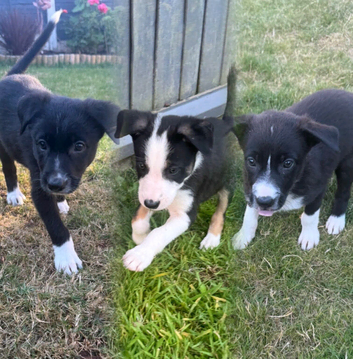 3 beautiful border collie girlies left