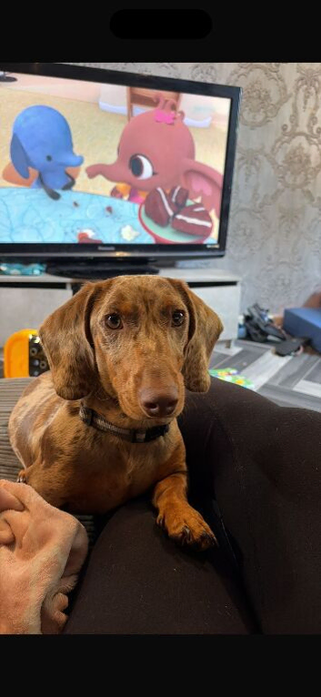 9 month dapple minature dauchound
