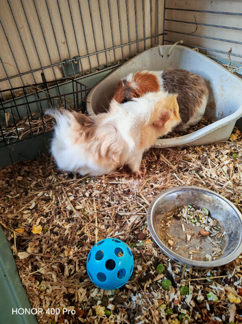 Guinea Pig Youngsters