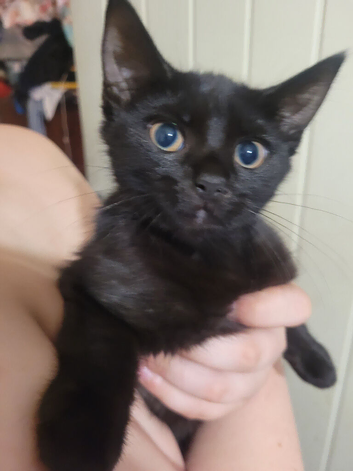 Kittens for sale