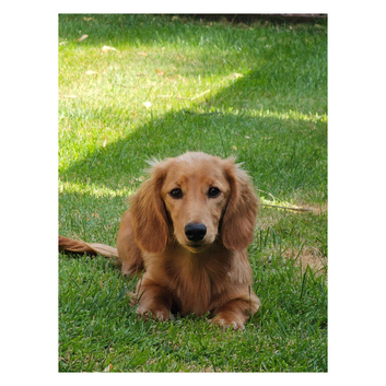 Long Haired Miniature Dachshund