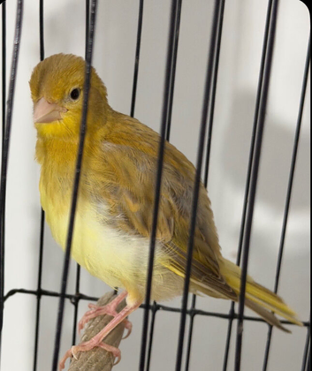 Cinnamon canary