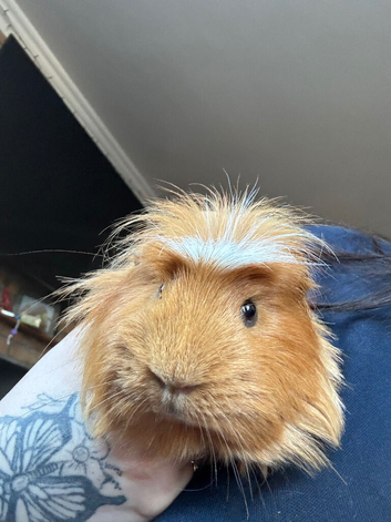 Male Coronet Guinea Pig