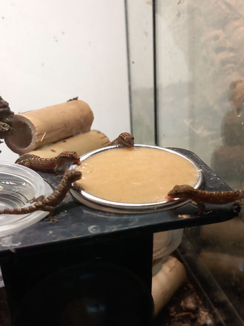 Mourning geckos