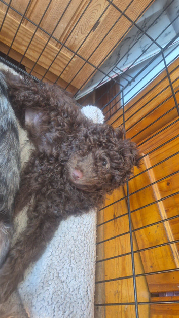 Miniature poodle puppys