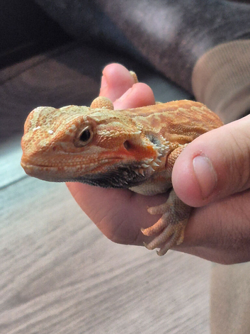 hypo orange trans leatherback bearded dragon and setup