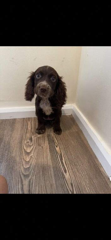 Cocker spaniels