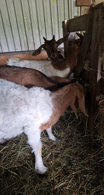 3 lovely wethers for sale