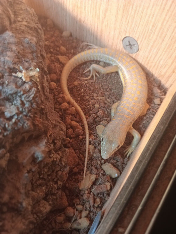 Skink rehome