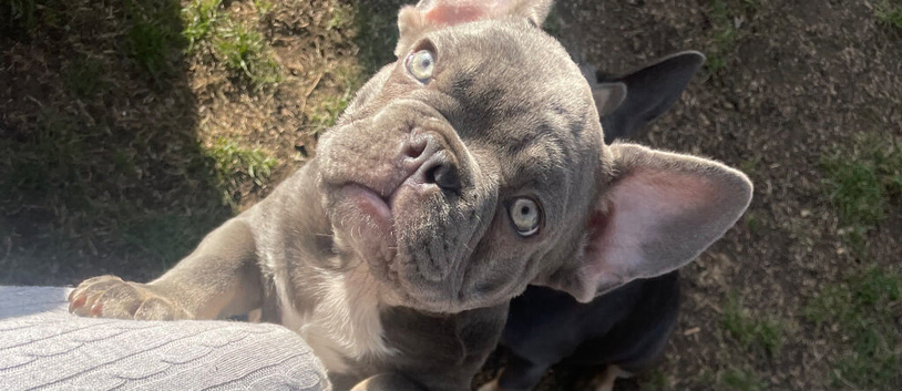 French bulldog boy