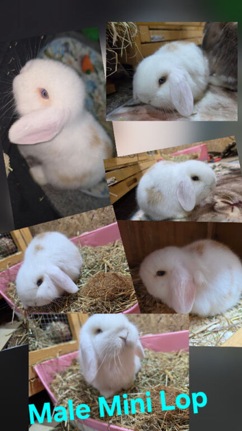 Mini lop male