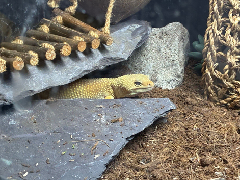 Leopard Gecko