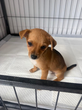 1 LEFT Norfolk terrier x Pomeranian