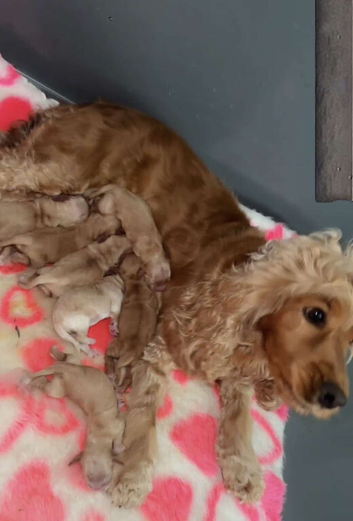 Show cocker spaniel puppies