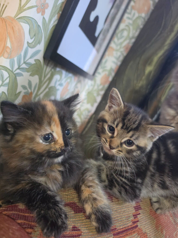 Two GORGEOUS kittens ready for loving homes